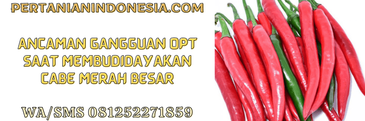 ancaman,gangguan,opt,budidaya,budidaya cabe merah besar,pertanian indonesia